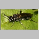 Macrophya alboannulata ~ albicincta - Blattwespe 02c 12mm.jpg